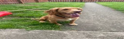 Cocker Spaniel dogs for sale: 11 month old cocker spaniel bitch in Durham - Advert 5