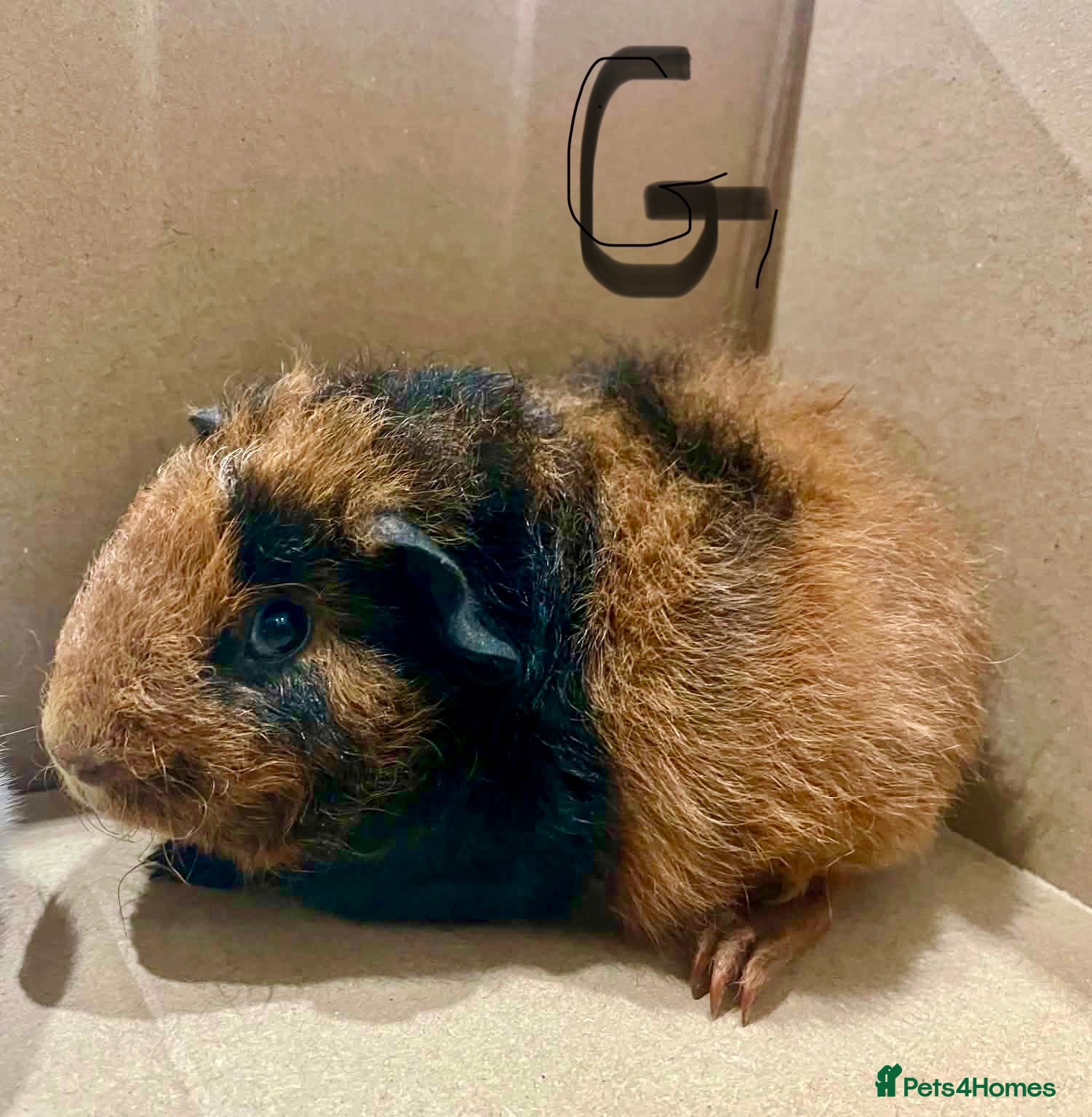 Guinea Pig rodents Teddy x short haired female and male guinea pigs - Advert 2