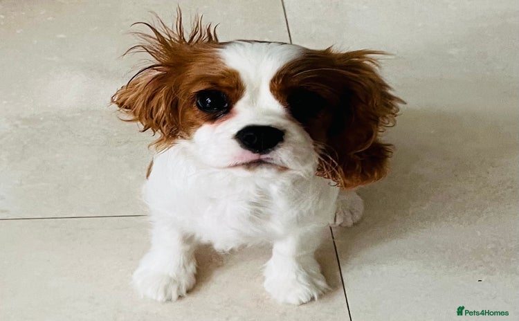Cavalier King Charles Spaniel dogs - Advert 3