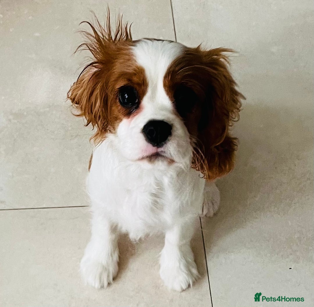 Cavalier King Charles Spaniel dogs for sale: Beautiful Blenheim Cavalier King Charles Spaniel - Image 4