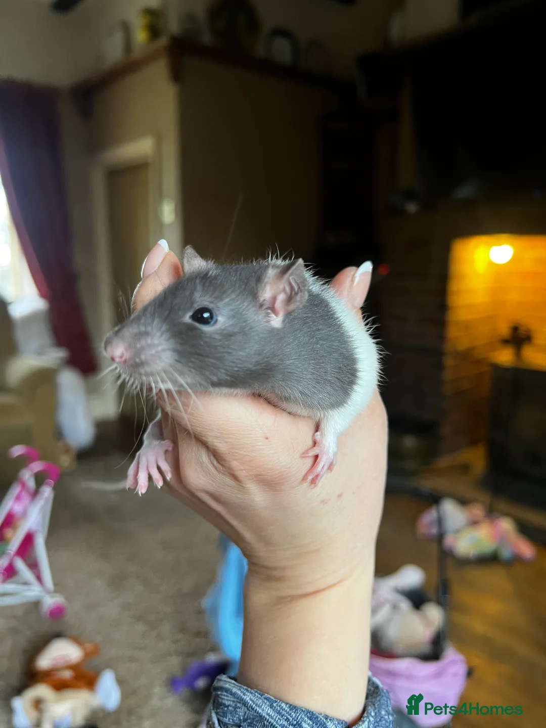 Rat rodents for sale: Dumbo x rats for sale - Advert 8