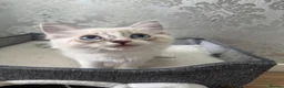 Ragdoll cats for sale: Beautiful Ragdoll Kittens - Advert 11