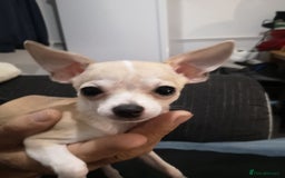 Chihuahua dogs for sale: Gorgeous tiny chibuahuas - Image 19