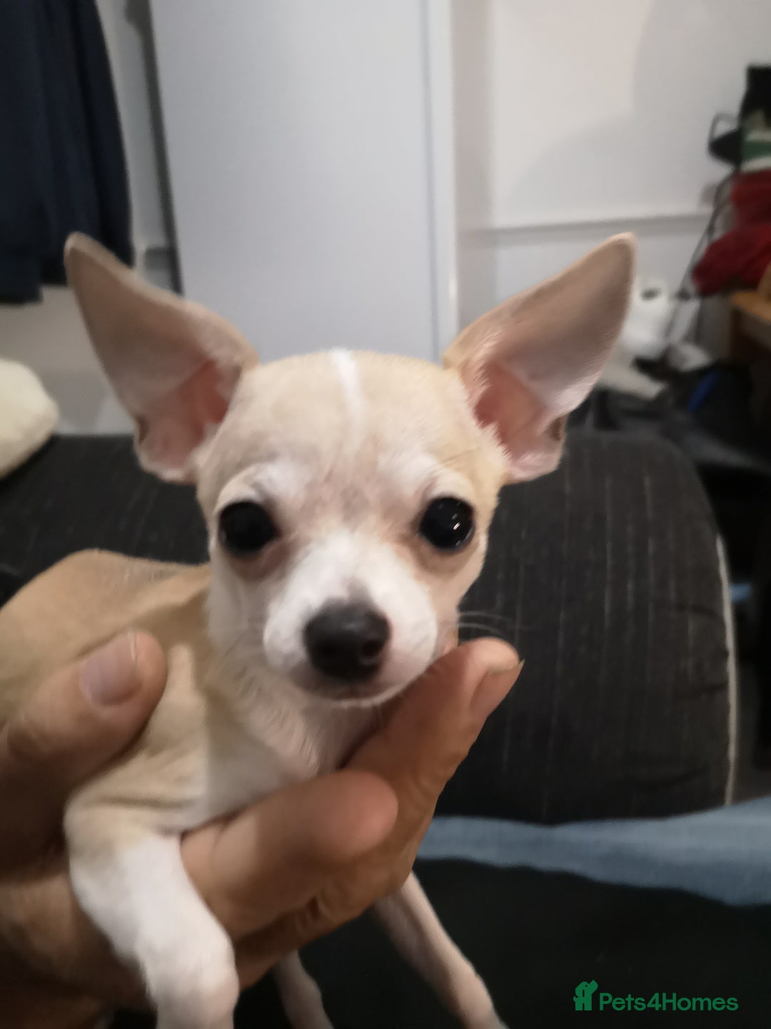 Chihuahua dogs for sale: Gorgeous tiny chibuahuas - Image 19