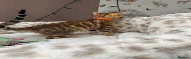 Bengal Kitten Orange Collar
