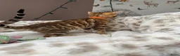 Bengal cats for sale: 🩷 Stunning TICA ✨ Health tested Bengal kitten  - Advert 20