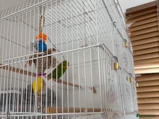 Budgerigars birds Budgie for sale - Advert 4