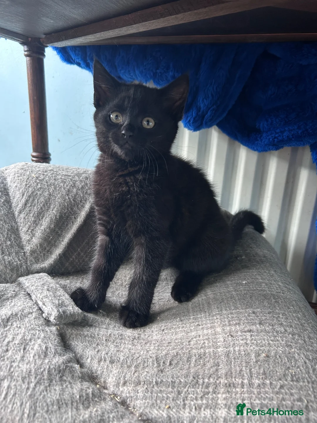 Mixed Breed cats for sale: Seven beautiful kittens  - Advert 10