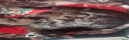 Domestic Shorthair cats for sale: Beautiful Black Tabby Kittens - Advert 12