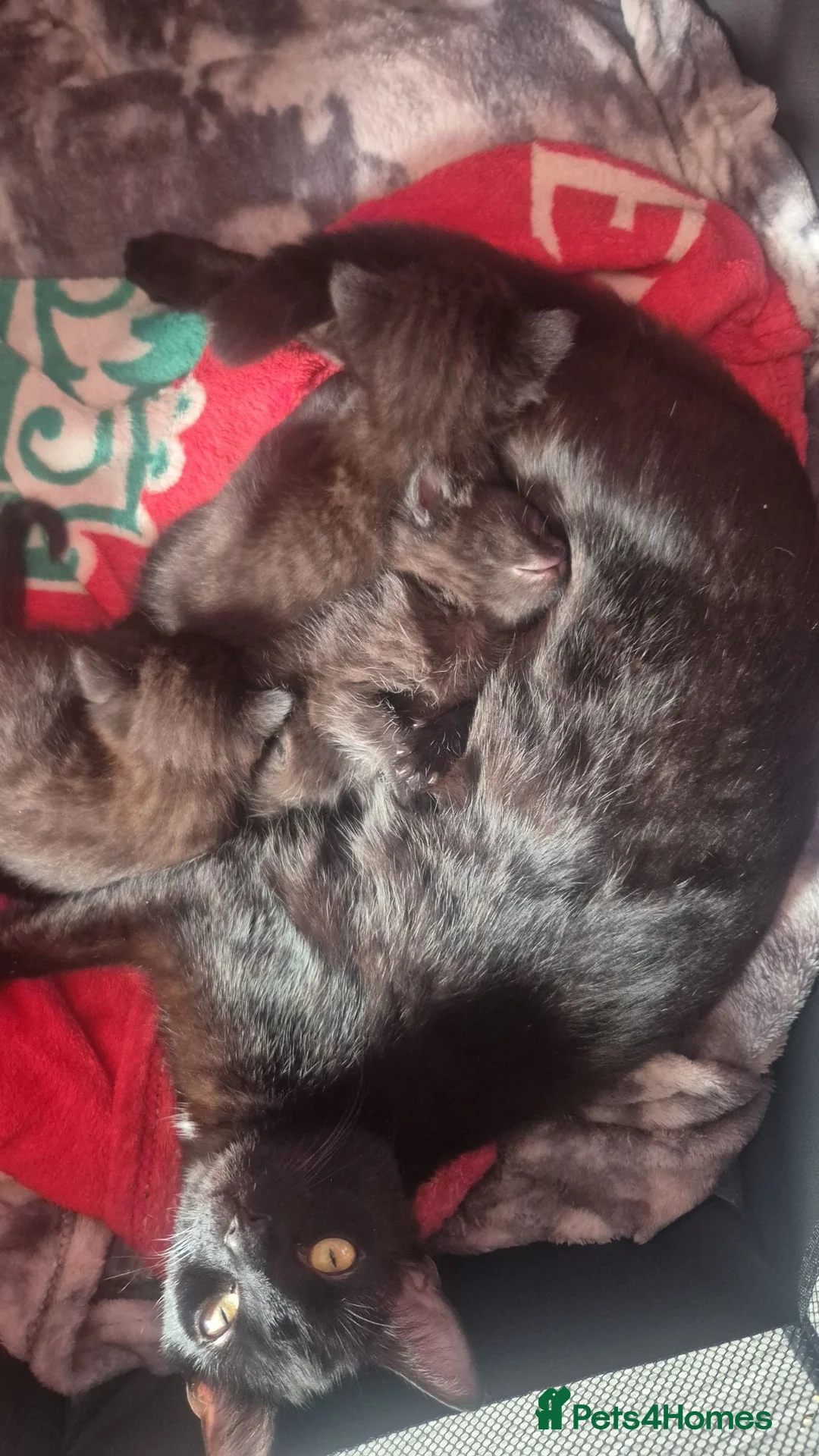 Domestic Shorthair cats for sale: Beautiful Black Tabby Kittens - Advert 12