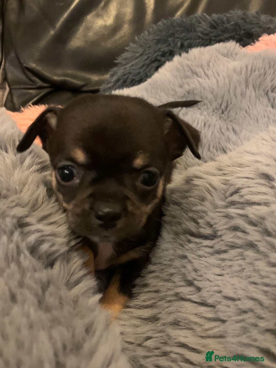 Chihuahua dogs for sale: Beautiful black & blue tri chihuahua puppies  - Advert 16