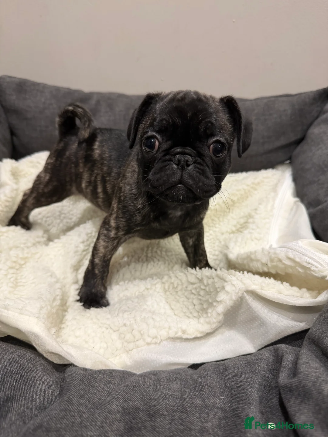 Frug dogs for sale: Beautiful Frug Puppies - Advert 18