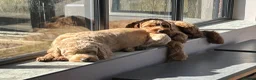 Australian Labradoodle dogs for sale: Australian Labradoodle Female - Advert 3
