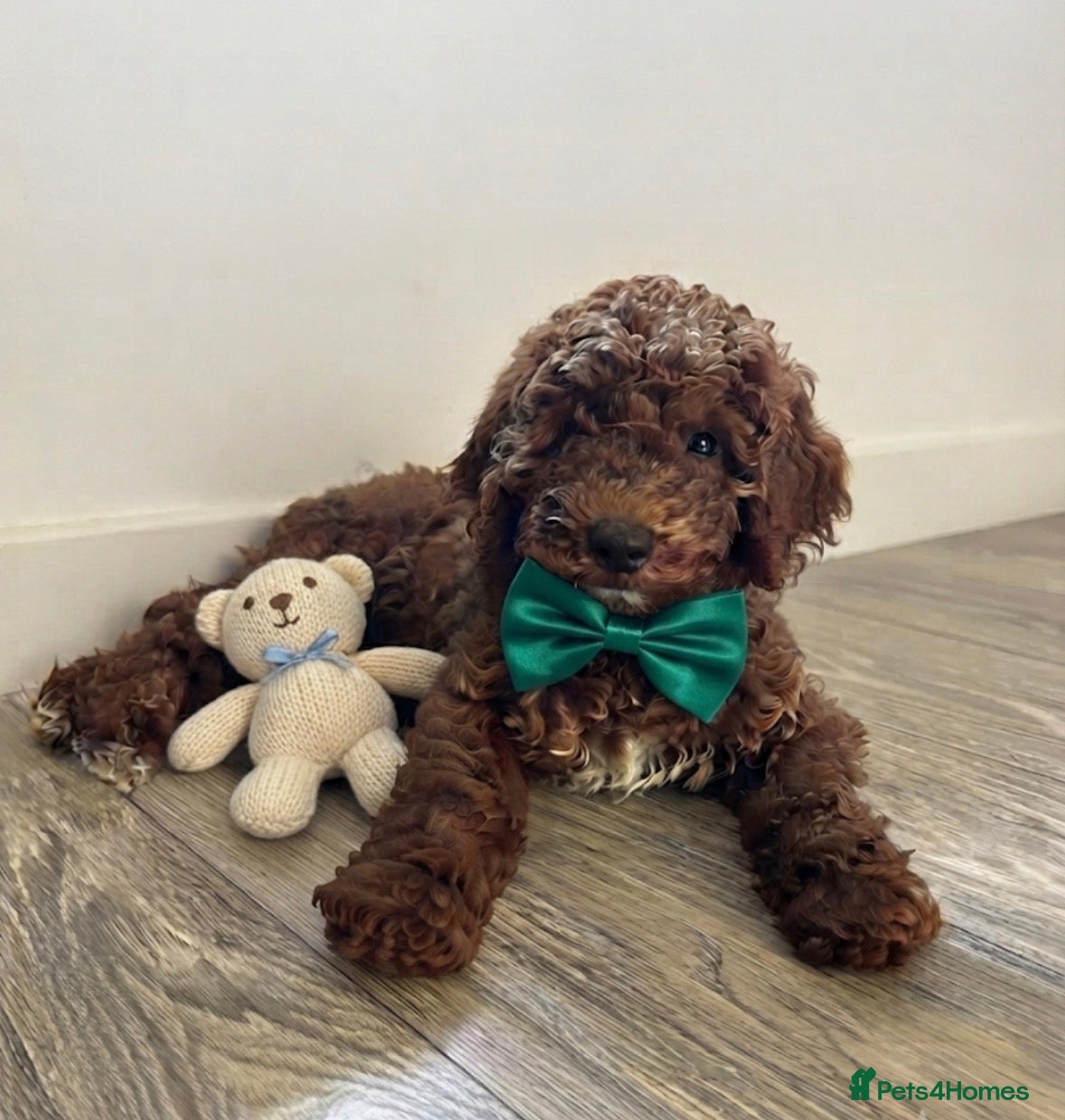 Mini Goldendoodle dogs Beautiful Mini Double Doodles READY TO LEAVE - Advert 2
