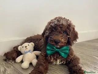 Mini Goldendoodle dogs Beautiful Mini Double Doodles READY TO LEAVE - Advert 2