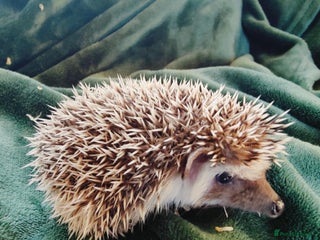 Pygmy Hedgehog rodents 3 Gorgeous babies ! - Advert 1