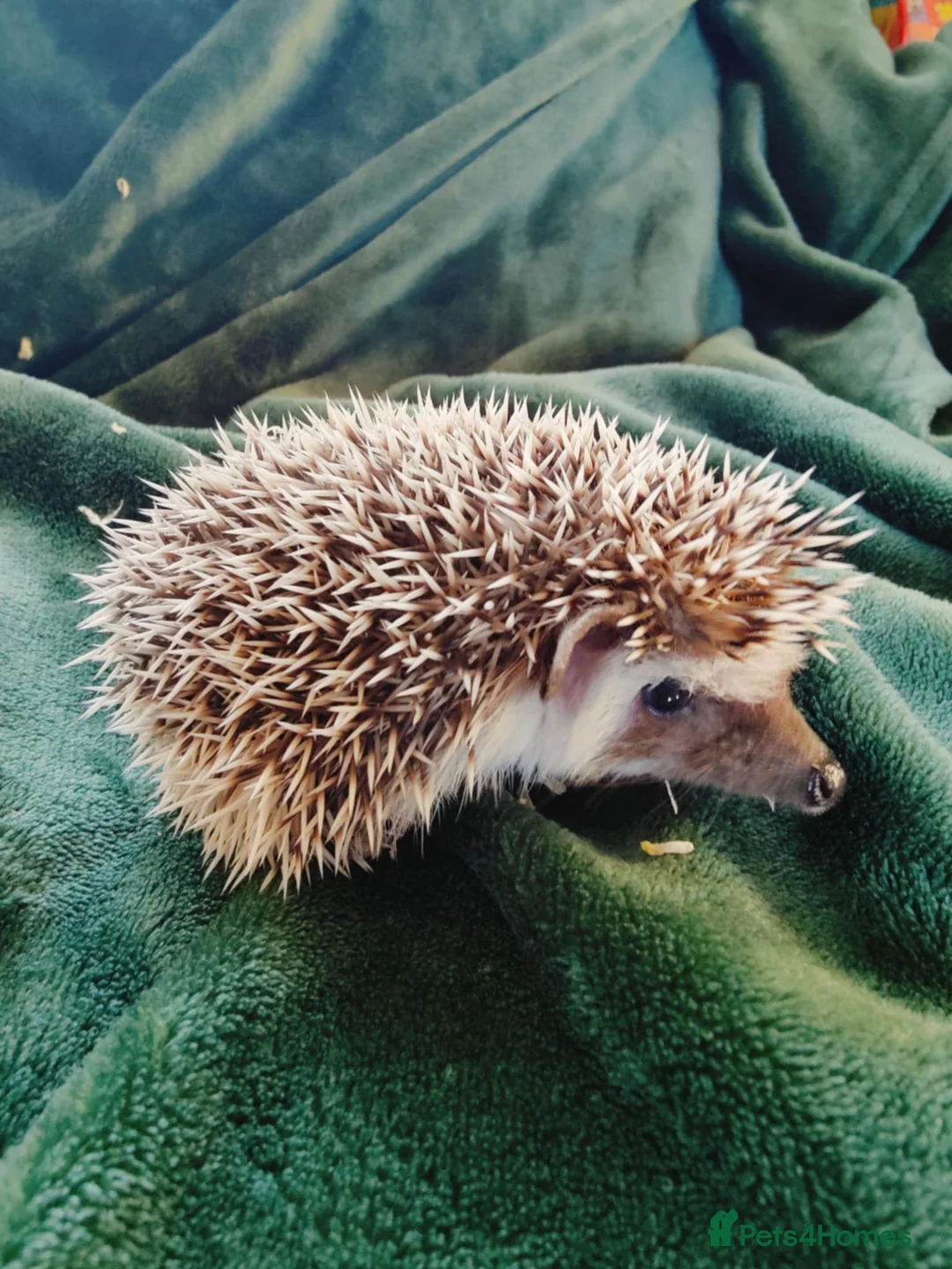 Pygmy Hedgehog rodents for sale: 3 Gorgeous babies ! - Advert 1