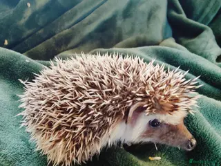 Pygmy Hedgehog rodents 3 Gorgeous babies ! - Advert 15