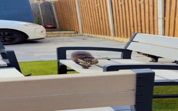 Mixed Breed cats for sale: 2x Female mixed breed kittens for sale  - Image 7