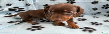 Miniature Dachshund 3
