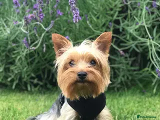 Yorkshire Terrier dogs Miniature experienced Yorkshire Terrier for STUD - Advert 4