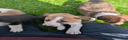 Mixed Breed dogs for sale: Collie/Lurcher puppies for sale - Advert 9