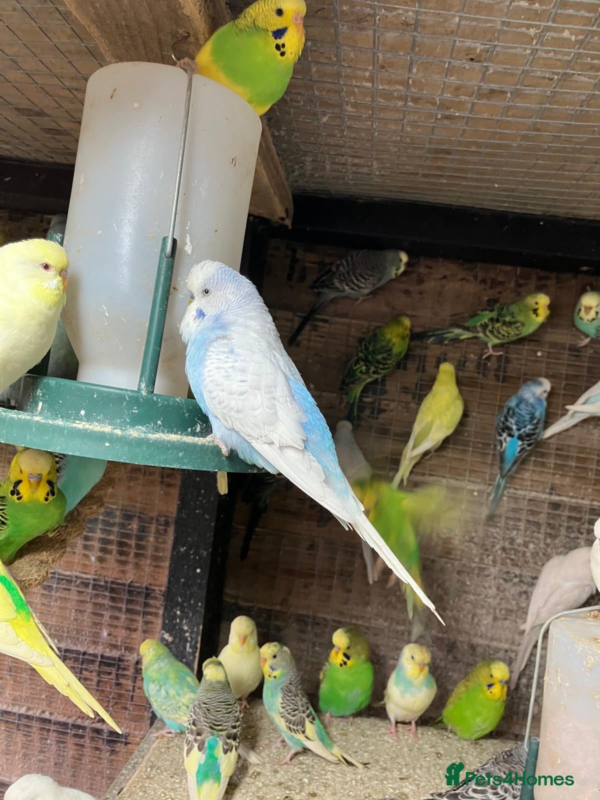 Budgerigars birds for sale: Budgies for sale - Advert 1