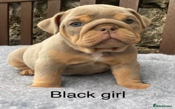 English Bulldog dogs for sale: Beautiful KC lilac & tan English bulldog puppies - Image 31
