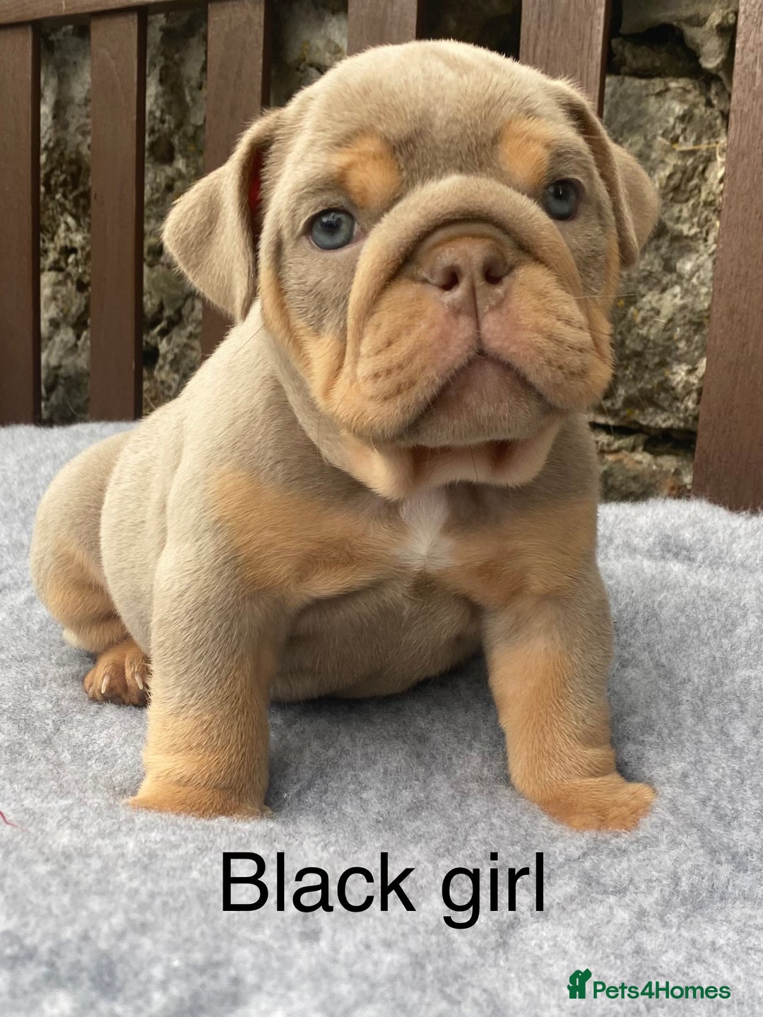 English Bulldog dogs for sale: Beautiful KC lilac & tan English bulldog puppies - Image 31