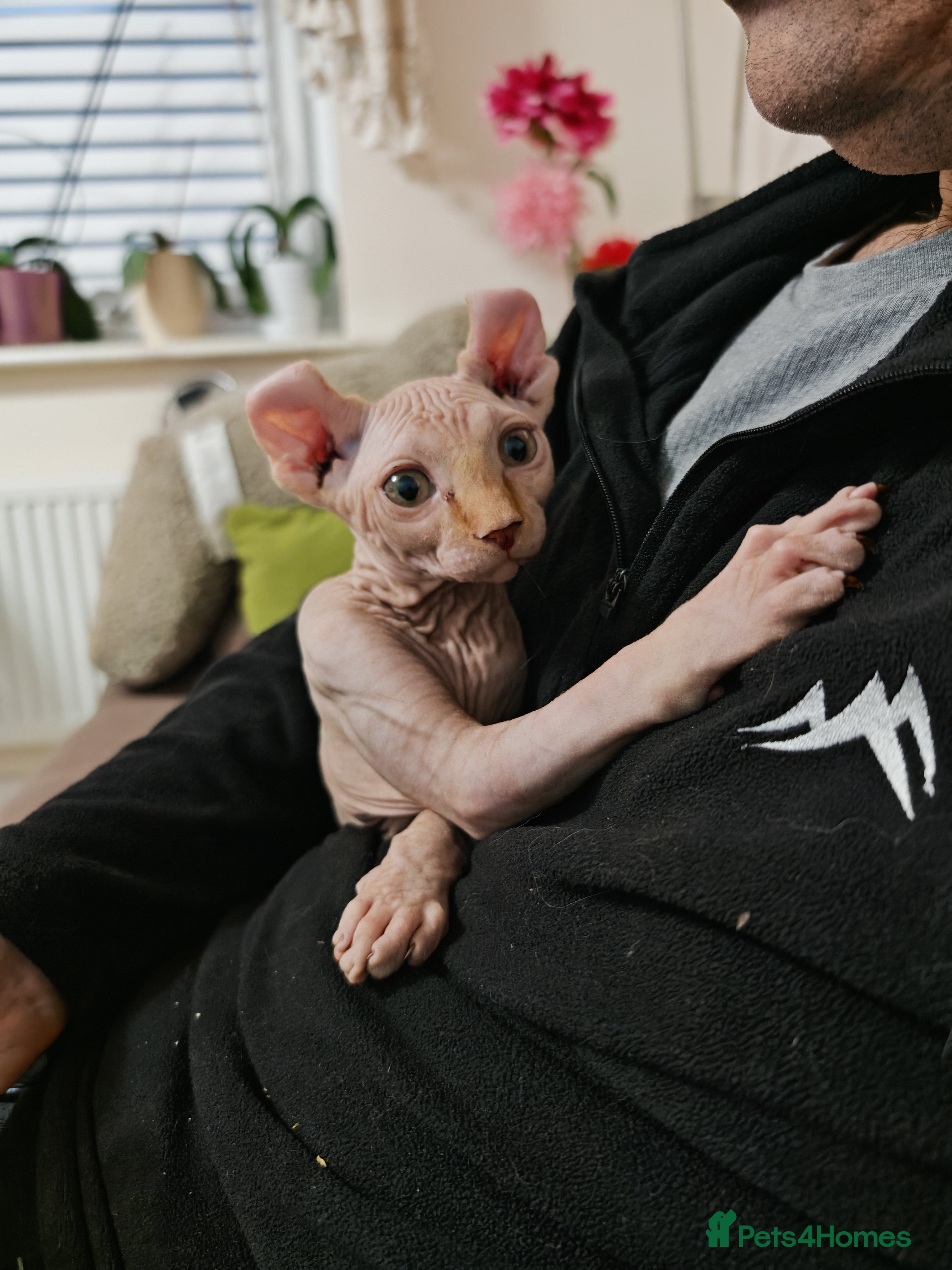 Sphynx cats 2 Ginger Unique Elf Boys left! READY NOW - Advert 3