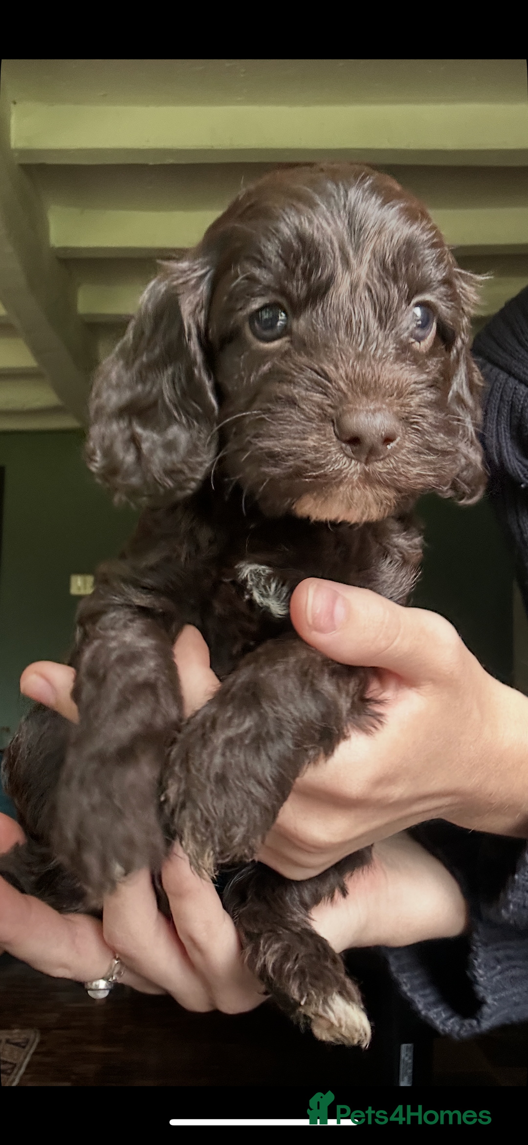 Cockapoo dogs for sale: Top Quality F1 Teddy Bear Cockapoo puppies - Image 6
