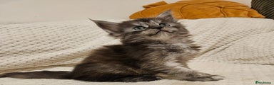 Maine Coon Kitten 5