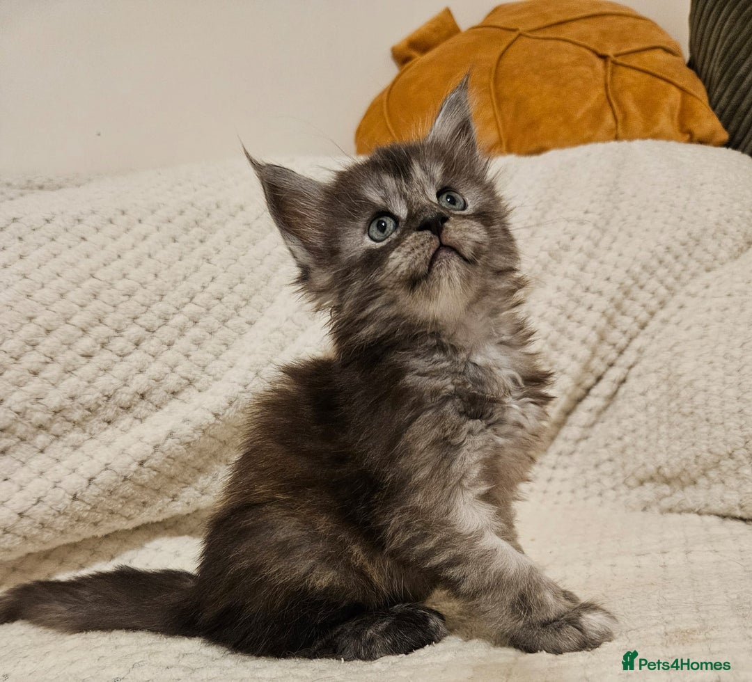 Maine Coon cats for sale: Maine coon kittens  - Advert 14