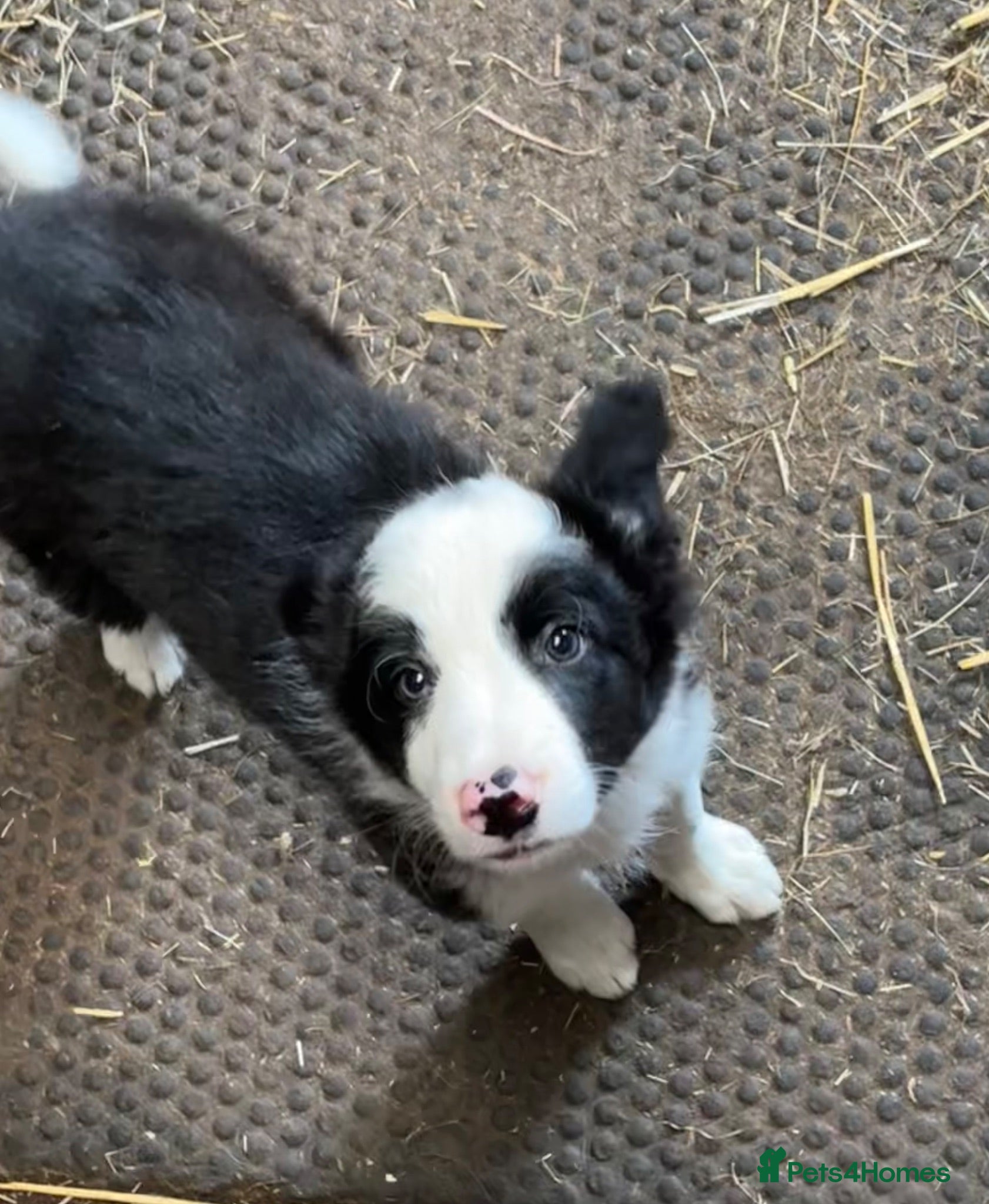Border Collie dogs Last boy left!! Gorgeous fluffy collie  - Advert 1