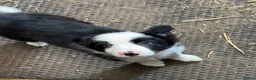 Border Collie dogs for sale: Last boy left!! Gorgeous fluffy collie  - Advert 1