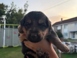 German Shepherd dogs Long haired German shepherd puppies - Advert 7