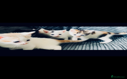 Mixed Breed cats for sale: 8 Adorable Kittens  - Image 9