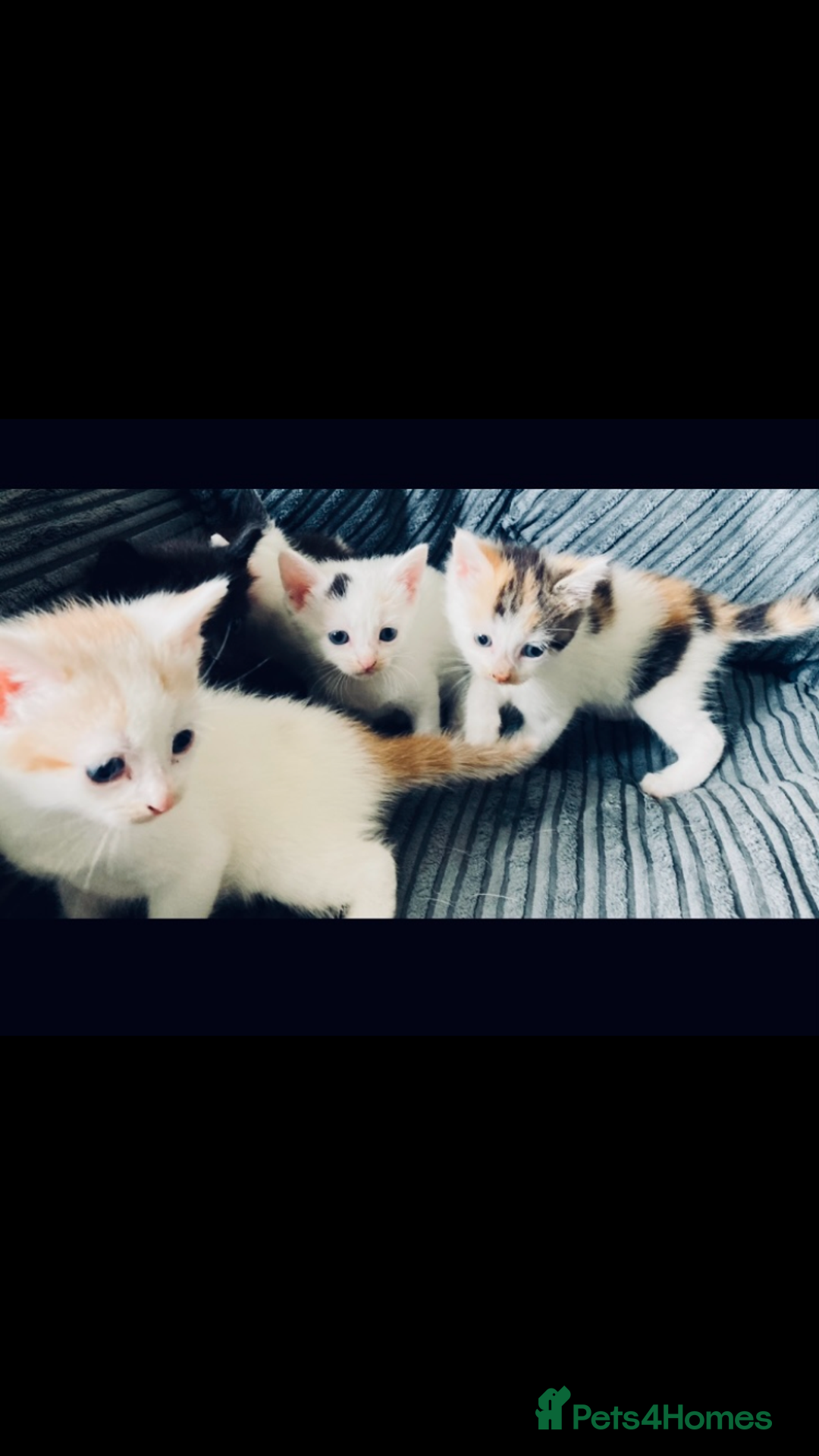 Mixed Breed cats for sale: 8 Adorable Kittens  - Image 9