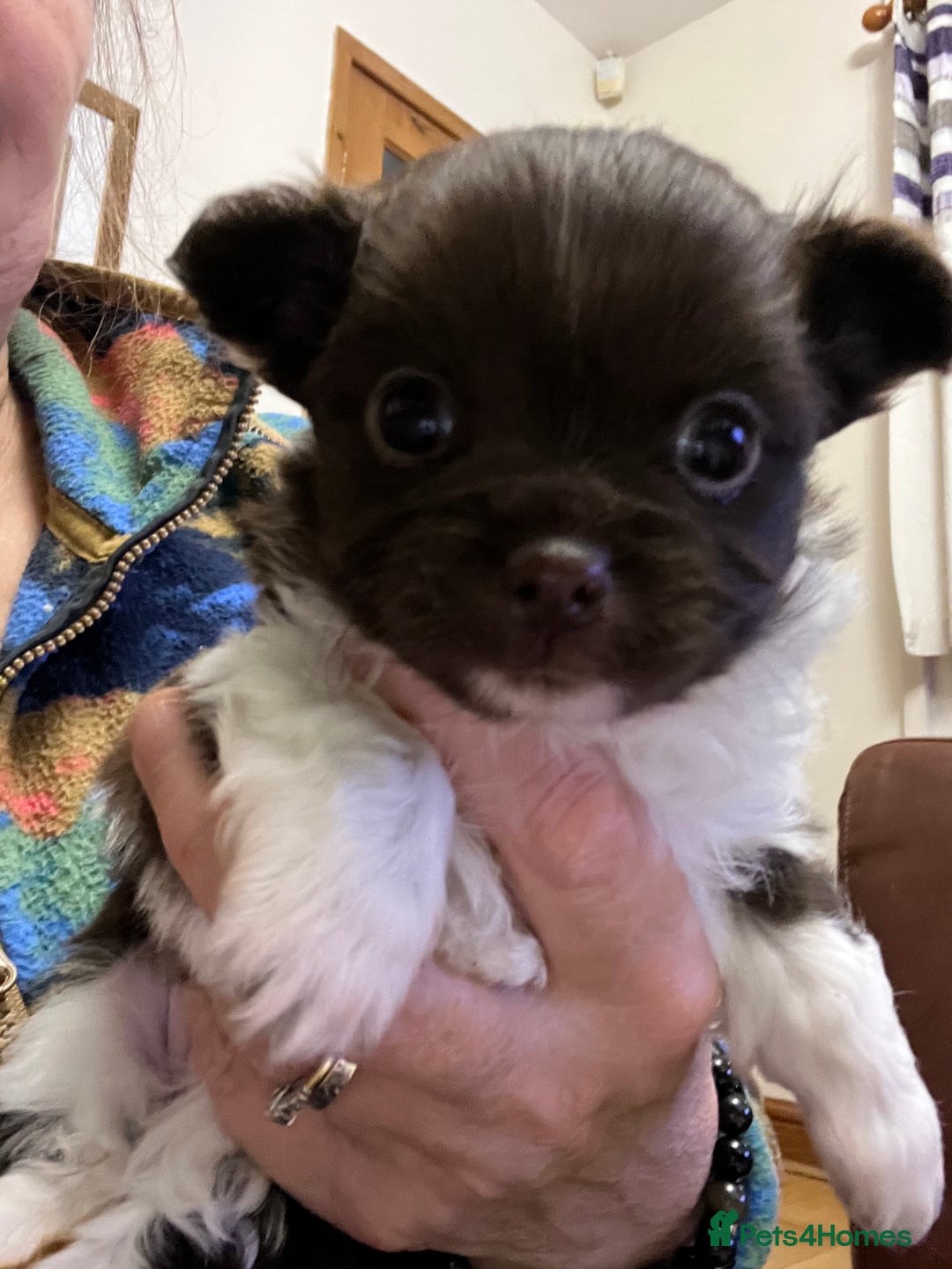 Chihuahua dogs for sale: Beautiful Longcoat Chocolate Chihuahuas - Advert 8