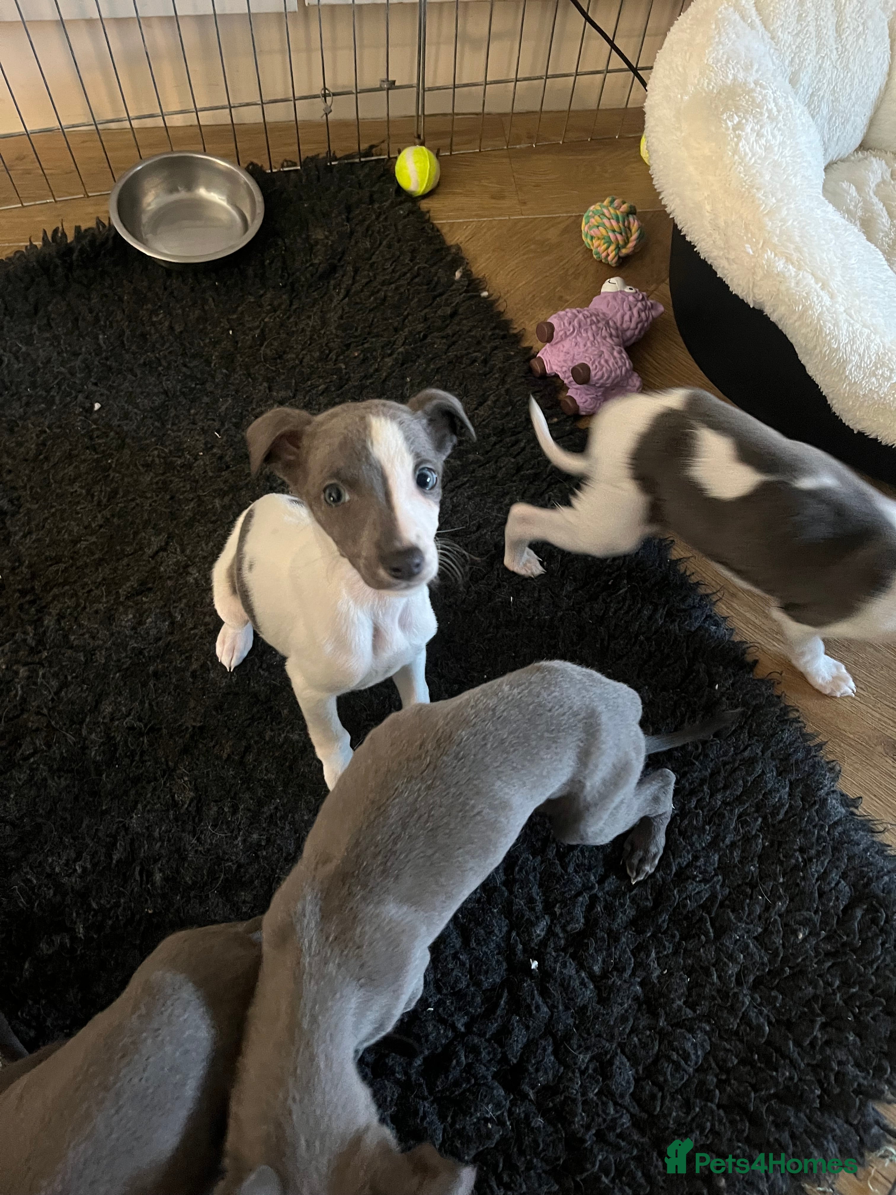 Whippet dogs Beautiful pedigree whippets  - Advert 5
