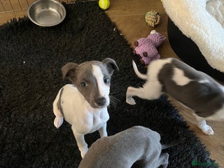 Whippet dogs Beautiful pedigree whippets - Advert 5