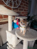 Scottish Fold cats 🥰 Tica register Scottish fold kittens😻 - Advert 11