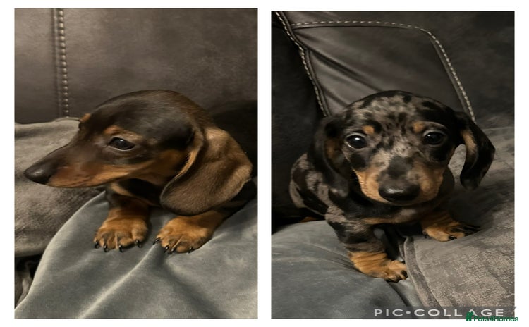 Miniature Dachshund dogs - Advert 13
