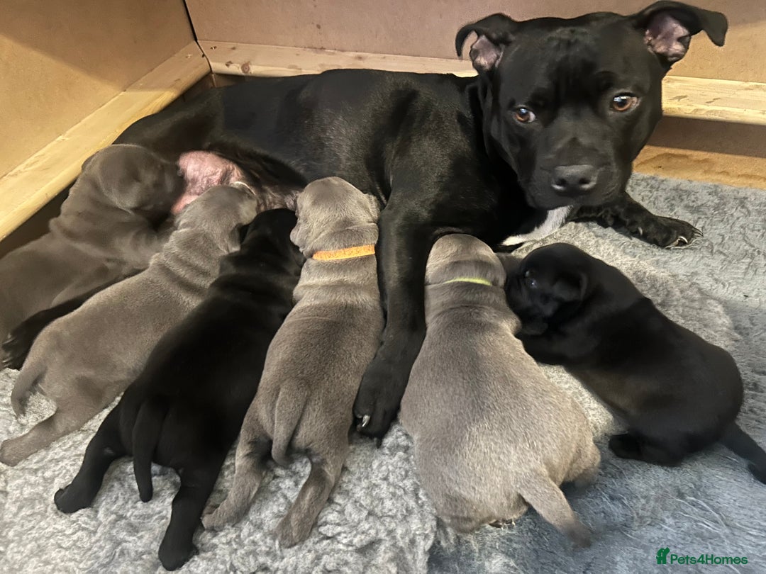 Staffordshire Bull Terrier dogs for sale: 🐾 Beautiful Staffordshire Bull Terrier Puppies 🐾 - Image 1