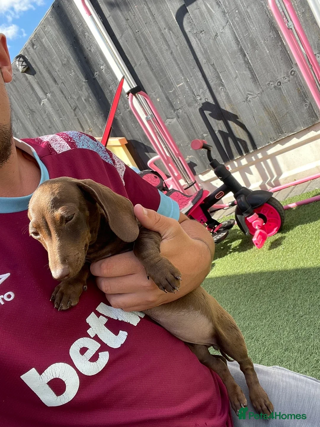 Dachshund dogs for sale: Beautiful Dachshund Puppies - Advert 2