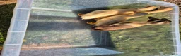 Ducks poultry for sale: Pure indian runner ducklings  - Advert 2