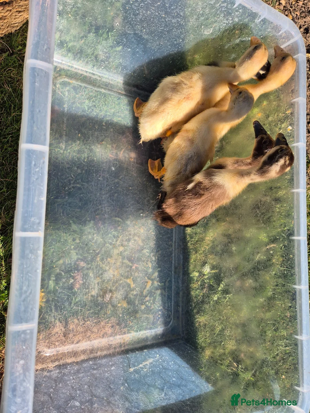 Ducks poultry for sale: Pure indian runner ducklings  - Advert 2