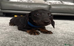 Dachshund dogs for sale: Last dachshund boy - ready to go - Image 1