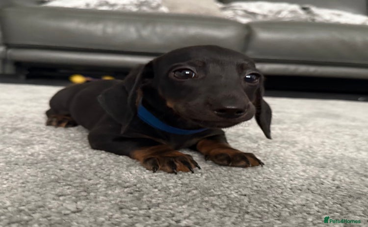 Dachshund dogs - Advert 19