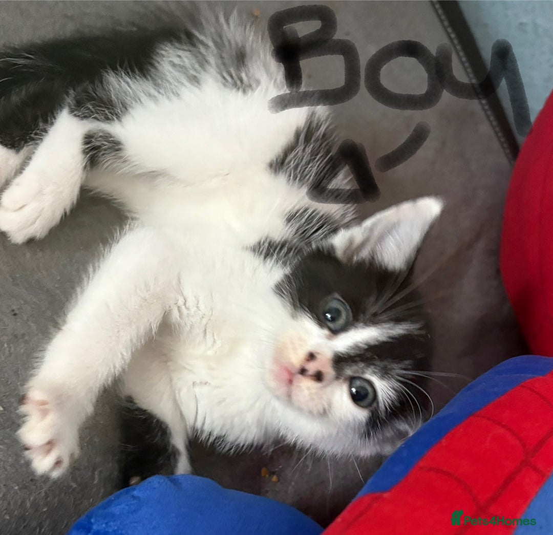 Mixed Breed cats for sale: Mixed kittens  - Image 3